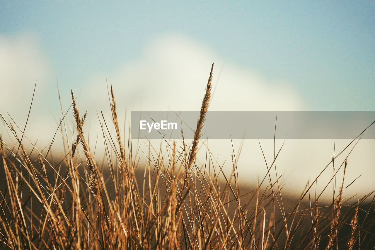 CLOSE-UP OF CORN FIELD AGAINST SKY