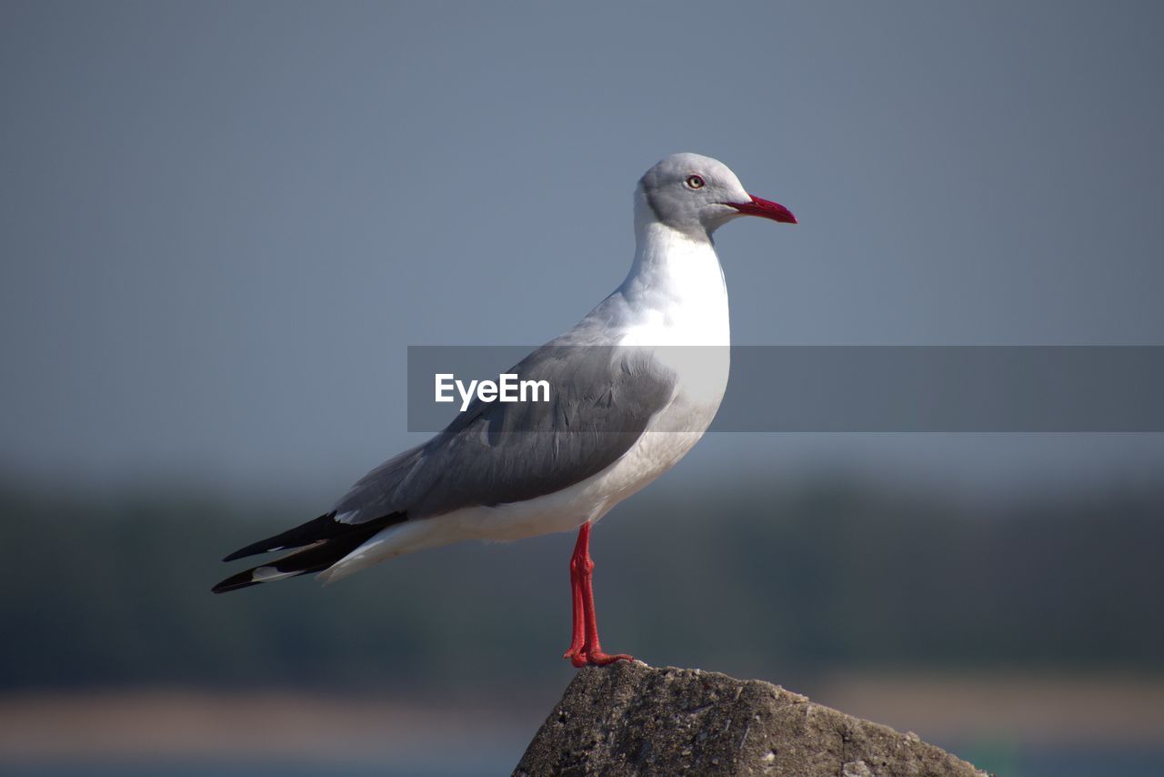 SEAGULL PERCHING ON ROCK AGAINST SKY