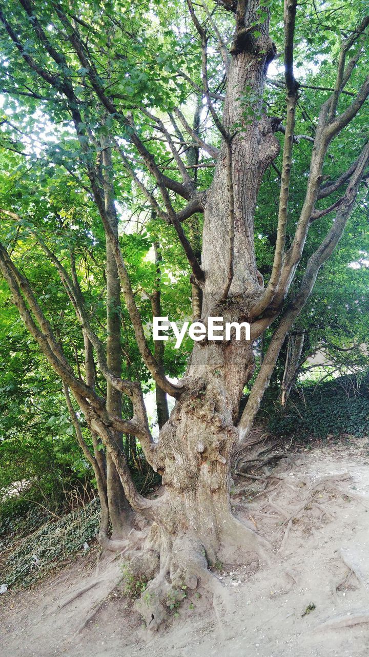 VIEW OF TREES IN FOREST