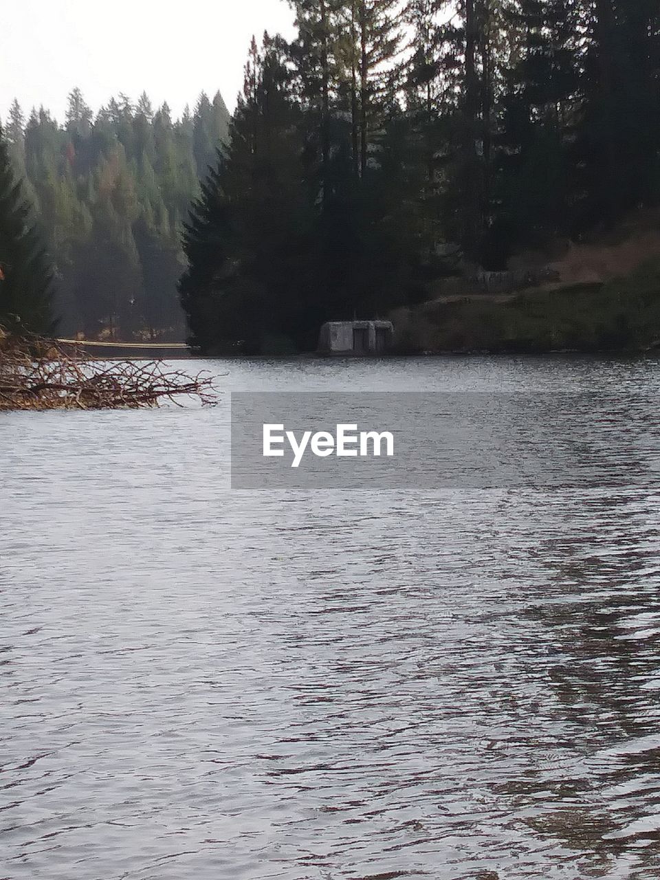 SCENIC VIEW OF RIVER IN FOREST