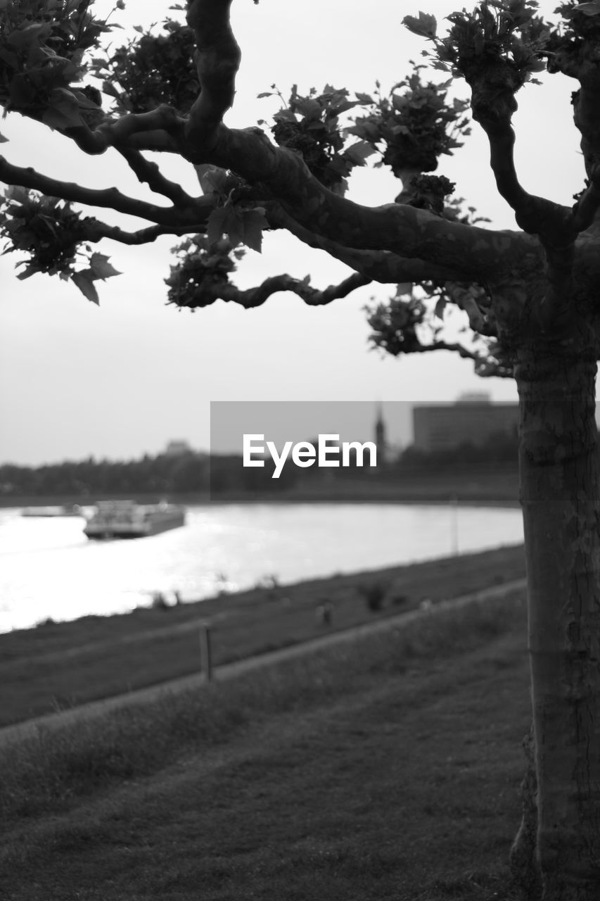 VIEW OF TREES BY RIVER