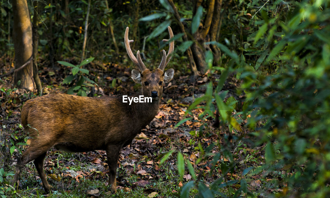 PORTRAIT OF DEER STANDING BY FOREST