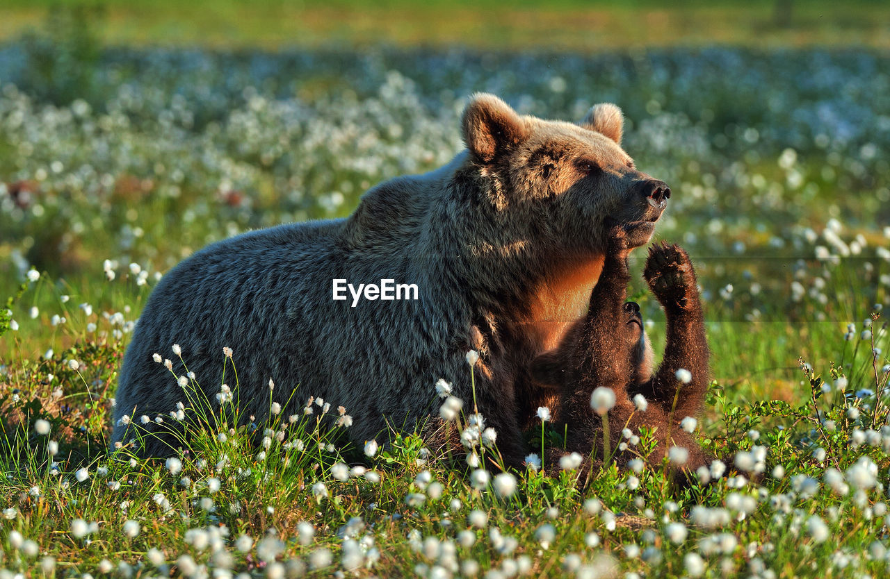 Bears sitting by flowering plants on land