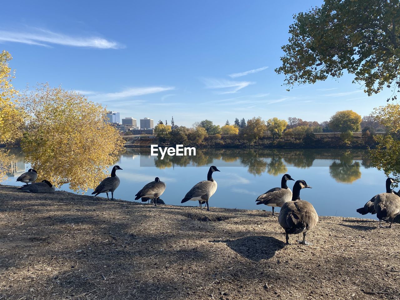 Flock of birds on lakeshore