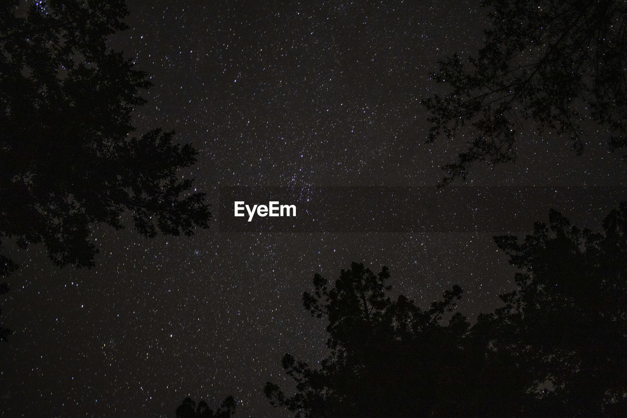 LOW ANGLE VIEW OF SILHOUETTE TREE AGAINST SKY AT NIGHT