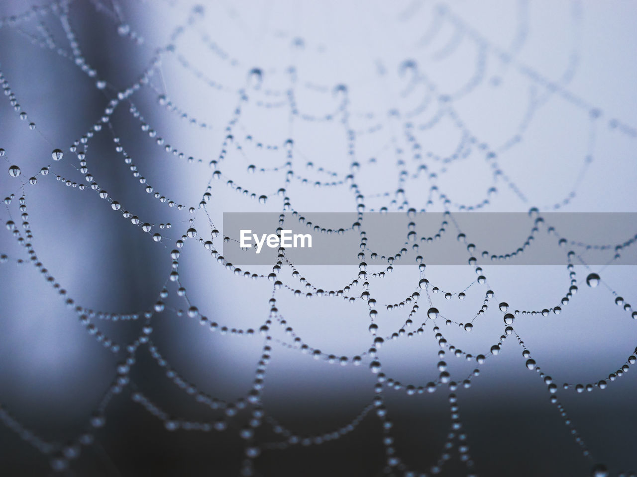 Close-up of water drops on cob web