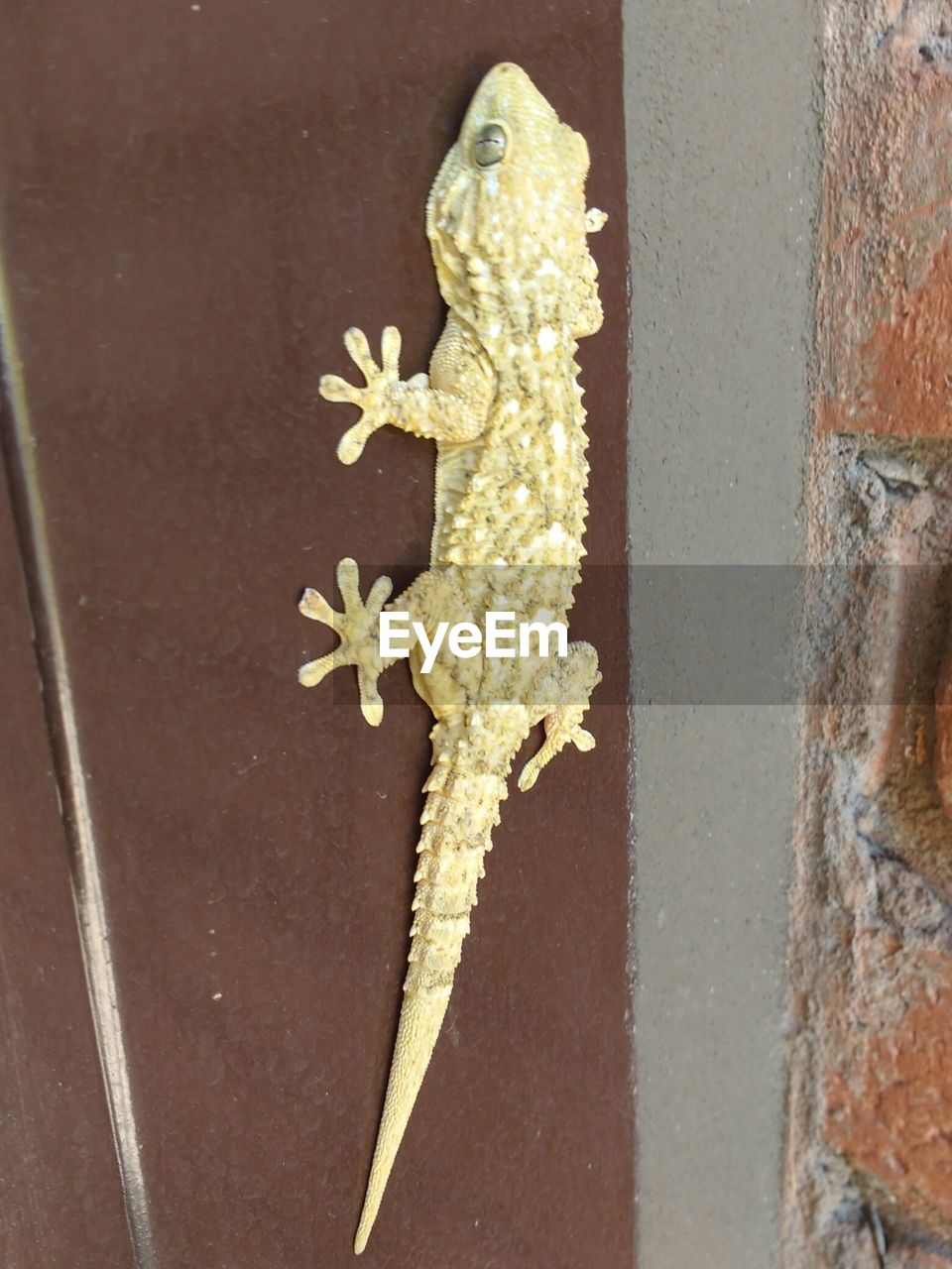 CLOSE-UP OF LIZARD ON GROUND