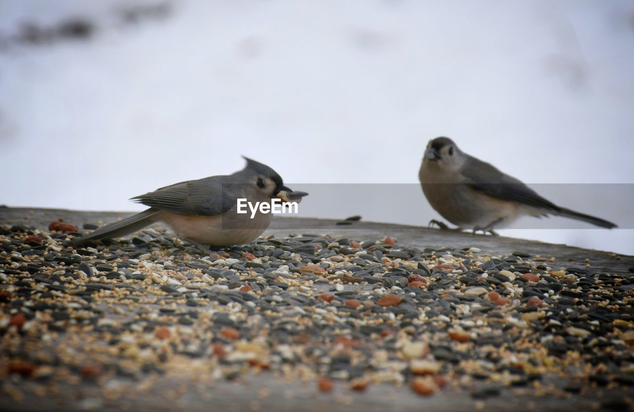 CLOSE-UP OF BIRDS