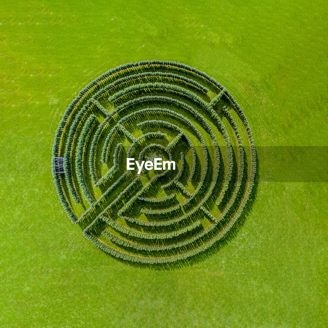 HIGH ANGLE VIEW OF SPIRAL PLANT ON FIELD