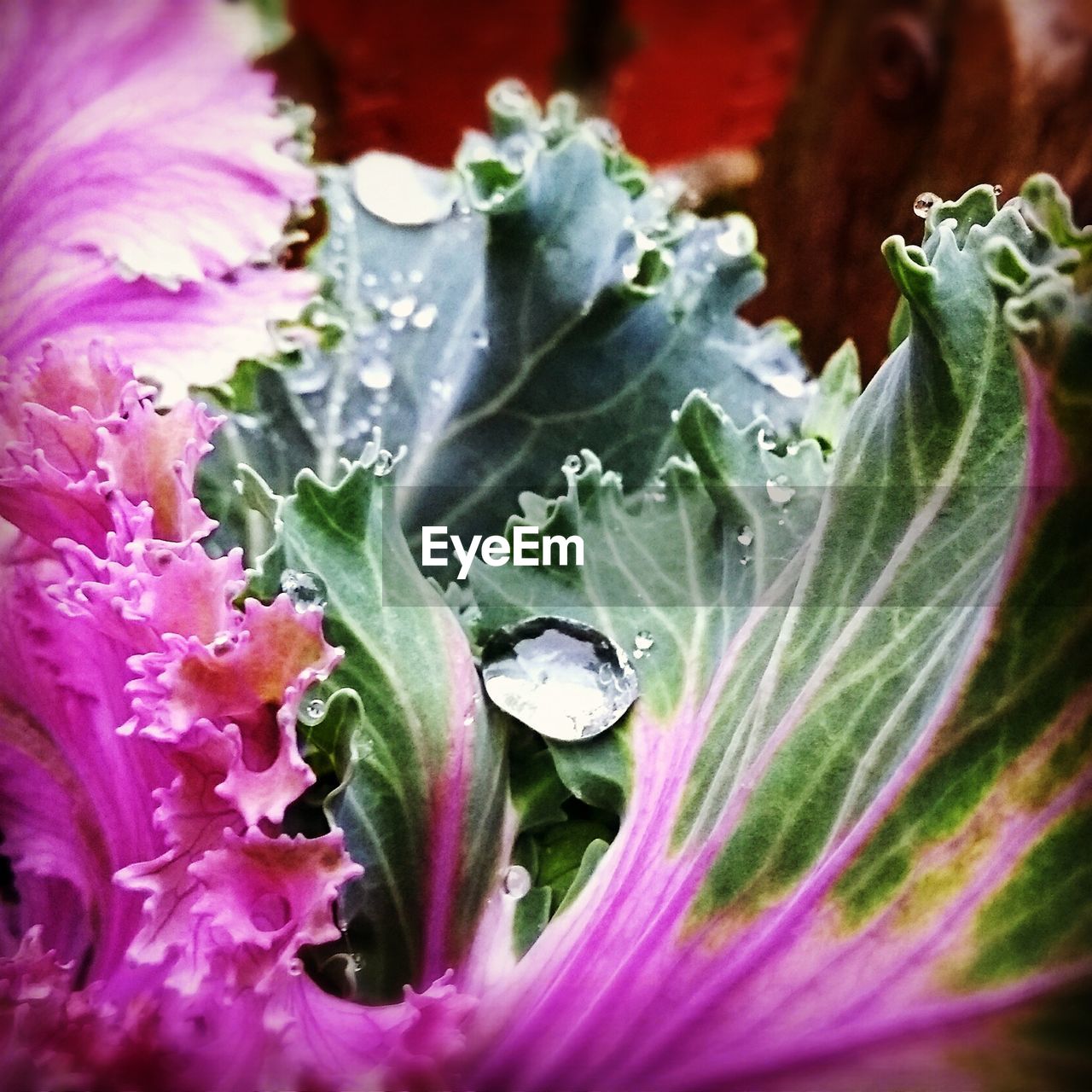 CLOSE-UP OF FLOWER AND LEAVES
