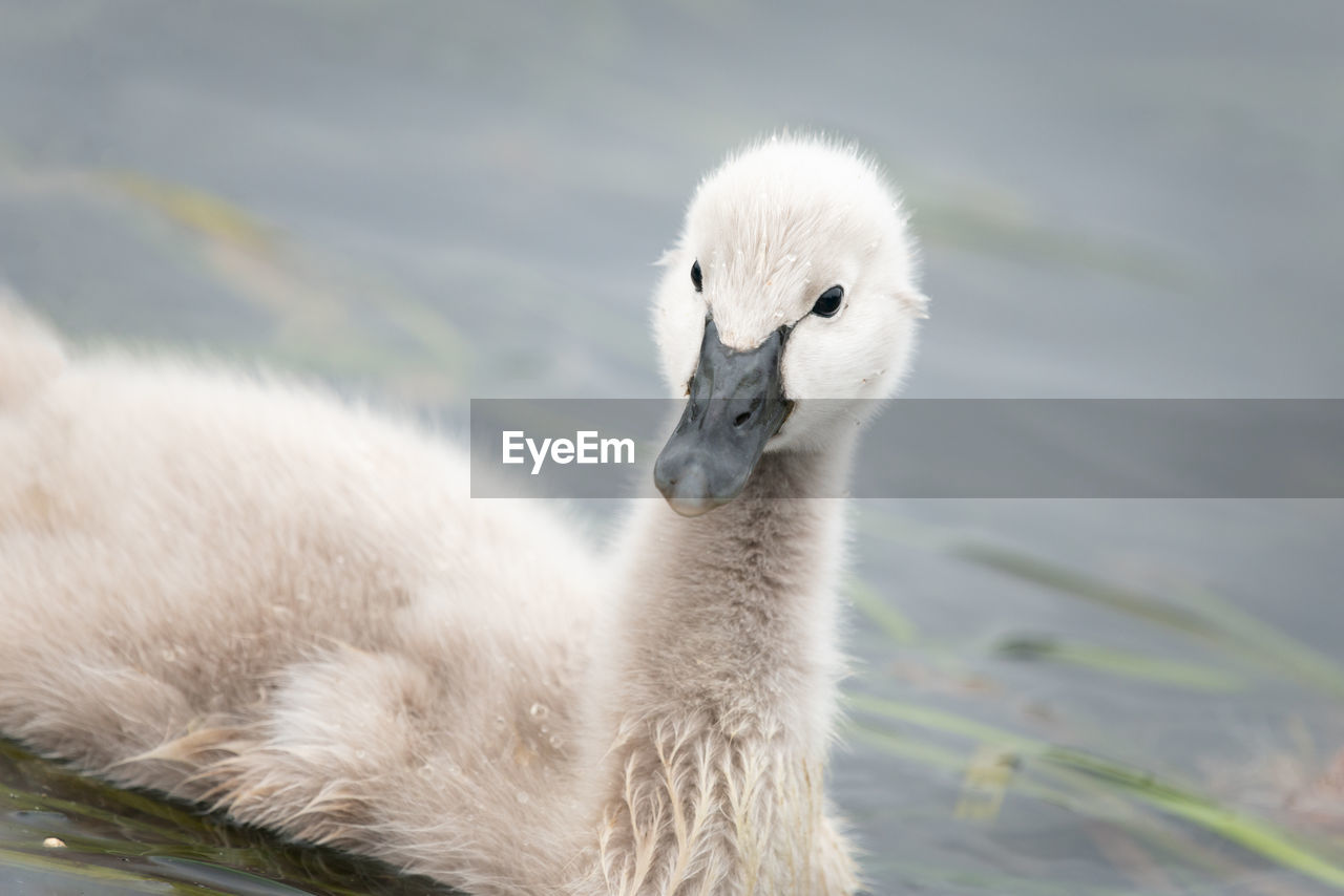 Cute black swan cygnets with water drops on its head swimming in the water