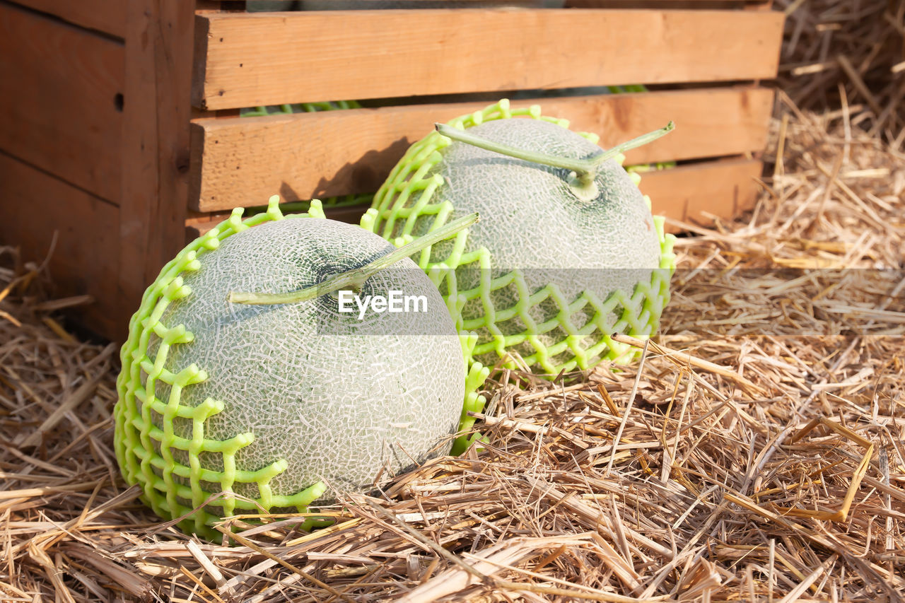 High angle view of cantaloupes on straws