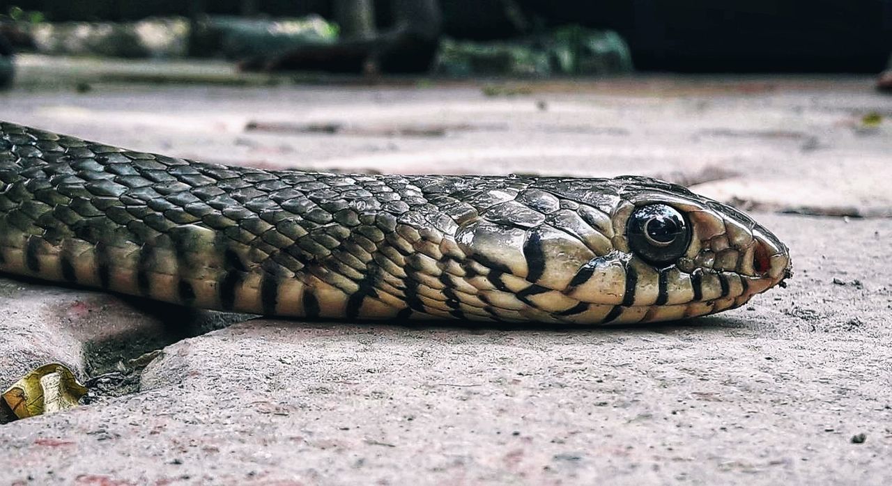 one animal, animal themes, animal, animal wildlife, animals in the wild, reptile, vertebrate, snake, close-up, no people, day, animal body part, selective focus, focus on foreground, nature, animal markings, outdoors, zoology, field, natural pattern, animal head, poisonous, animal scale