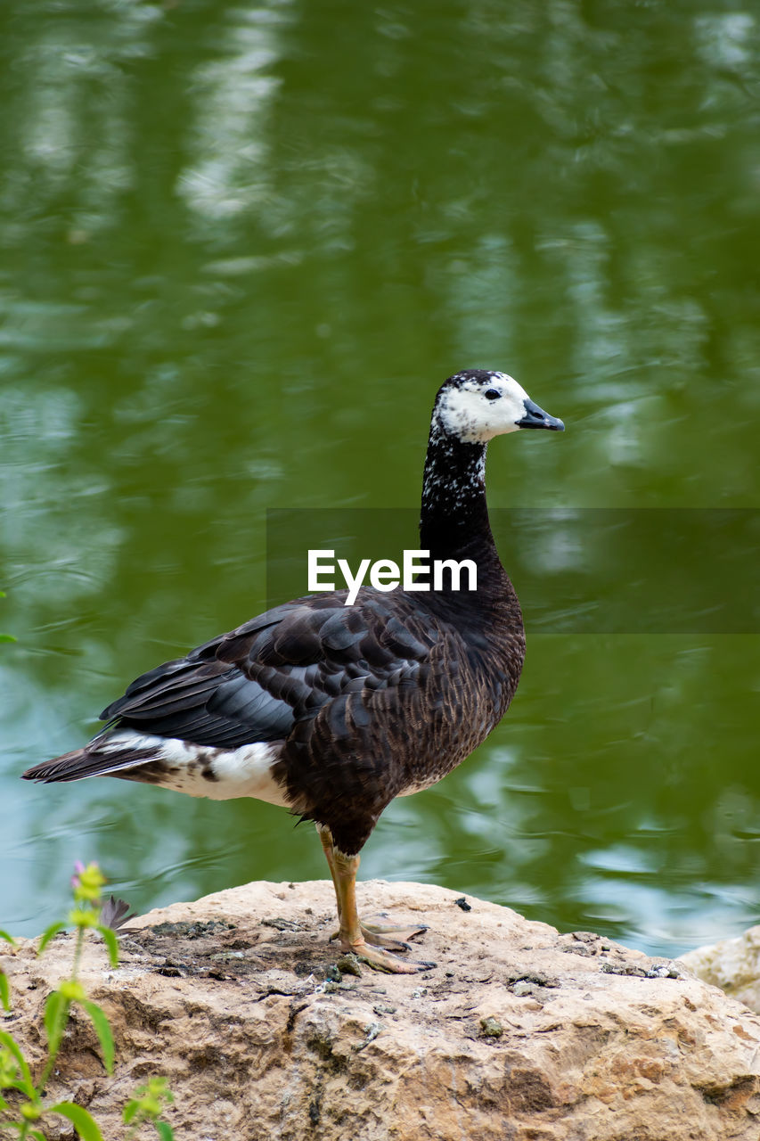 CLOSE-UP OF BIRD PERCHING ON LAKE