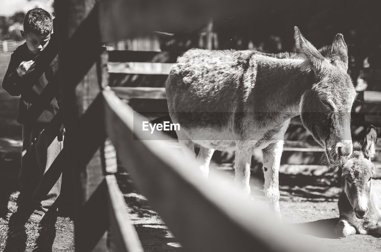 Donkeys at farm