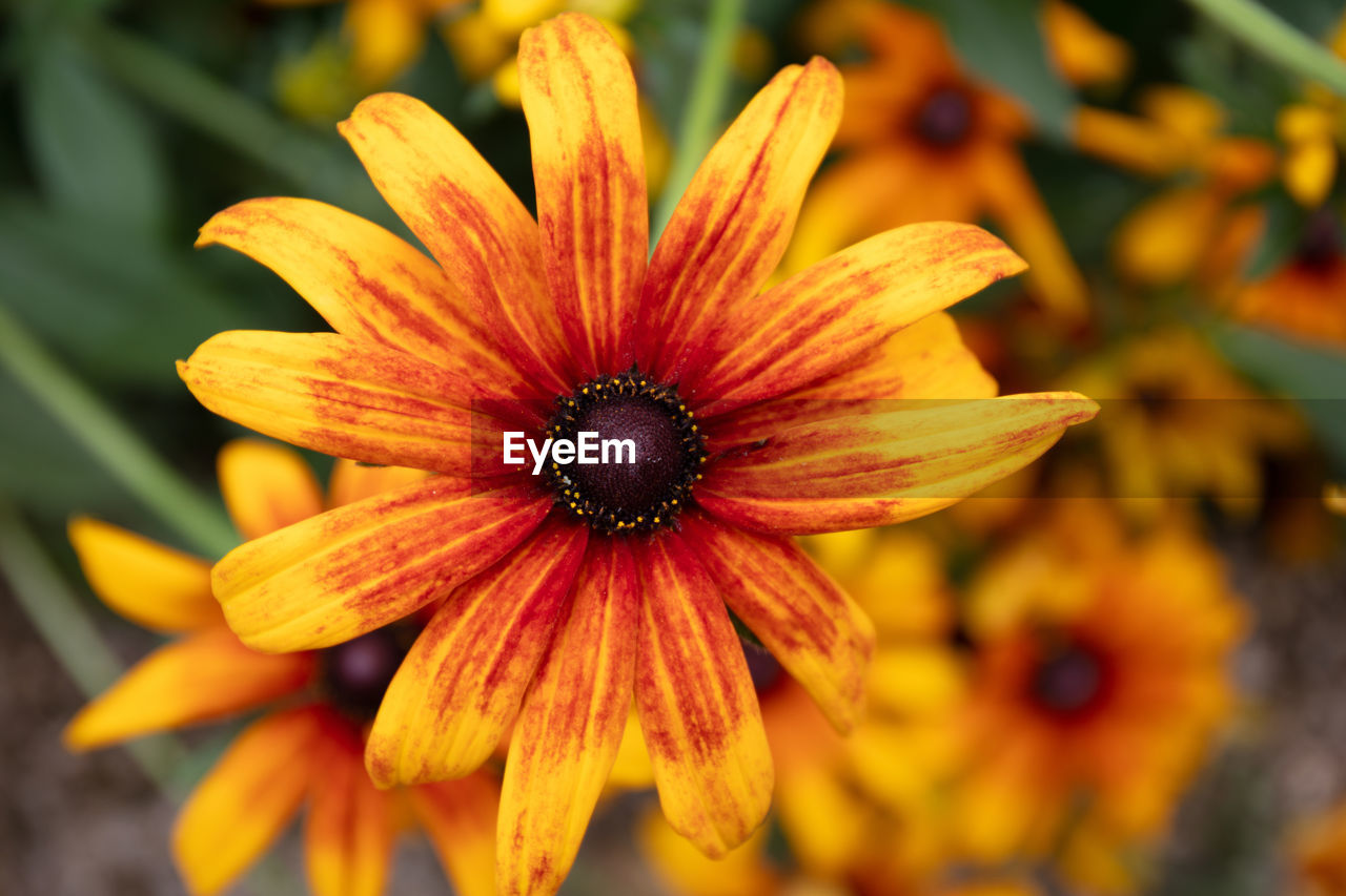 flower, flowering plant, plant, yellow, freshness, beauty in nature, close-up, flower head, growth, petal, fragility, inflorescence, macro photography, nature, pollen, no people, focus on foreground, orange color, wildflower, botany, outdoors, day, black-eyed susan, autumn, garden