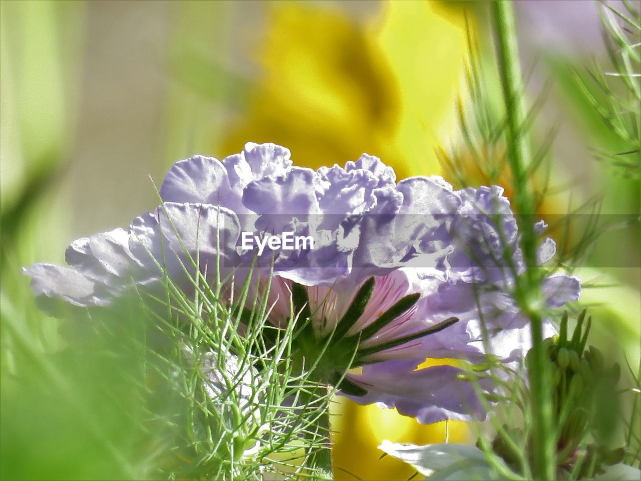 CLOSE-UP OF PURPLE FLOWER PLANT