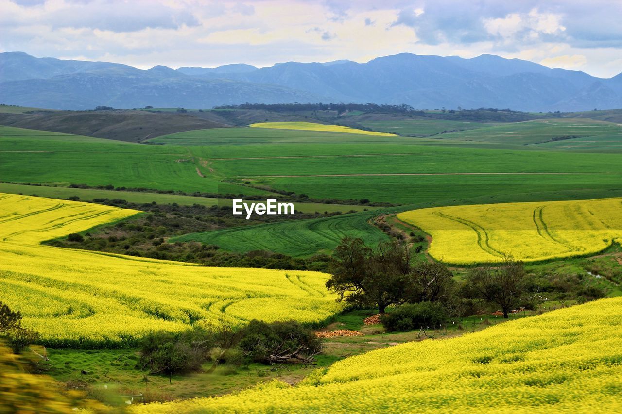 Scenic view of agricultural field against sky