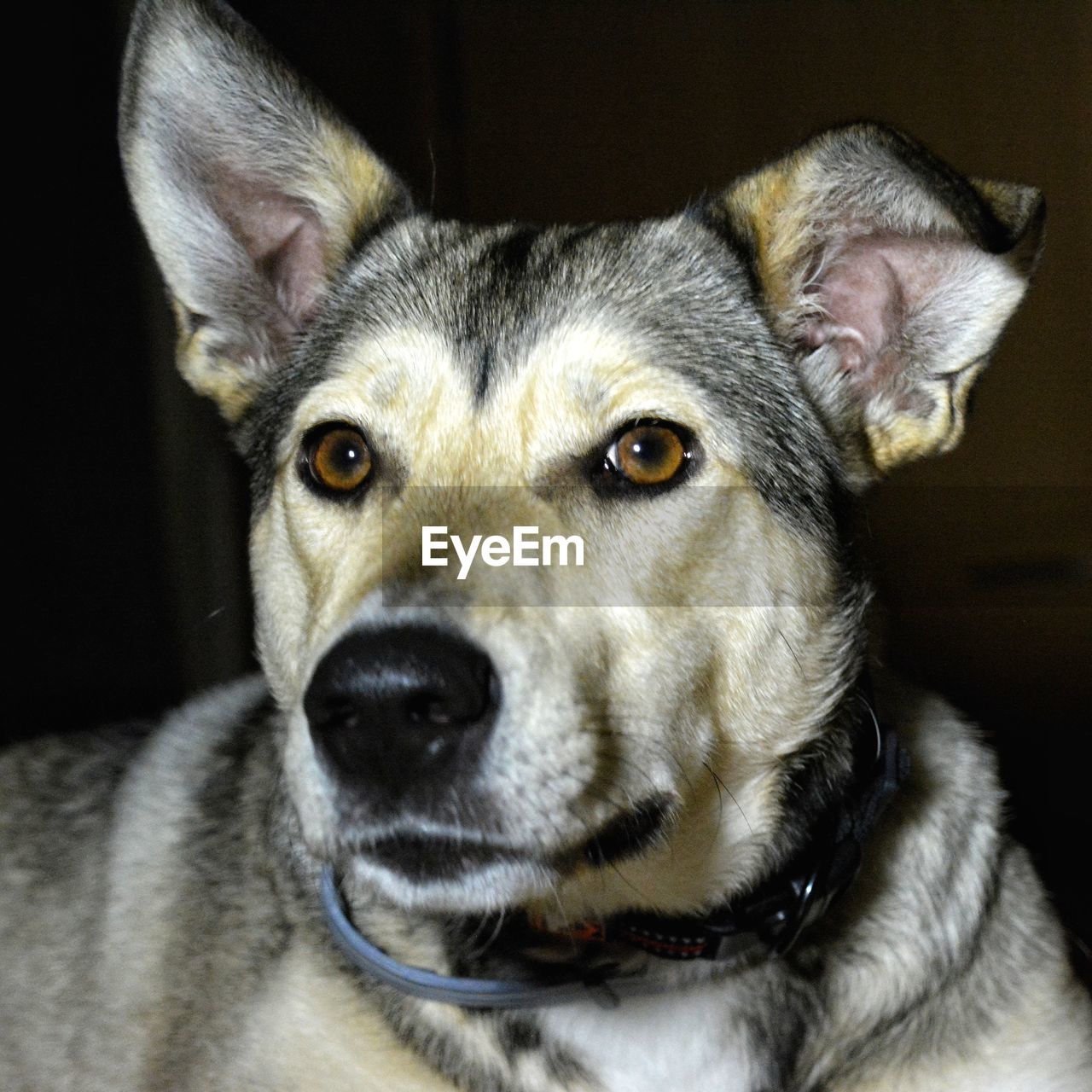 CLOSE-UP PORTRAIT OF DOG STICKING OUT TONGUE AT HOME