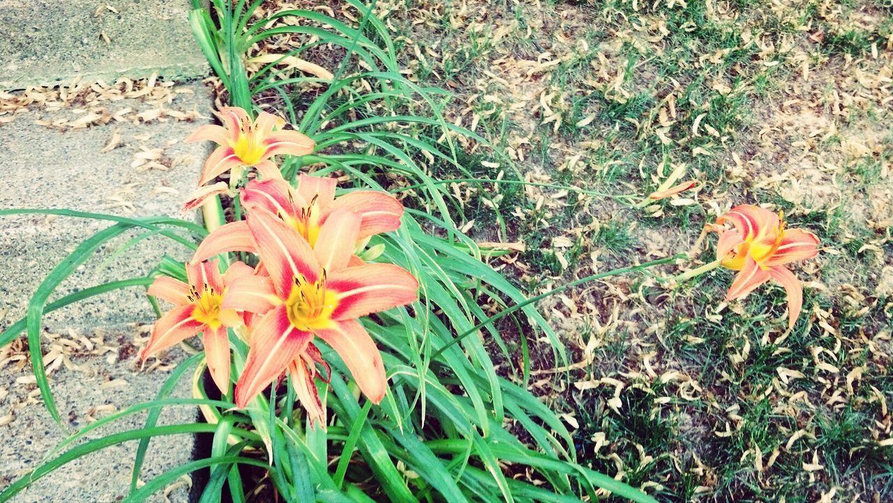 Close-up of lilies blooming on ground