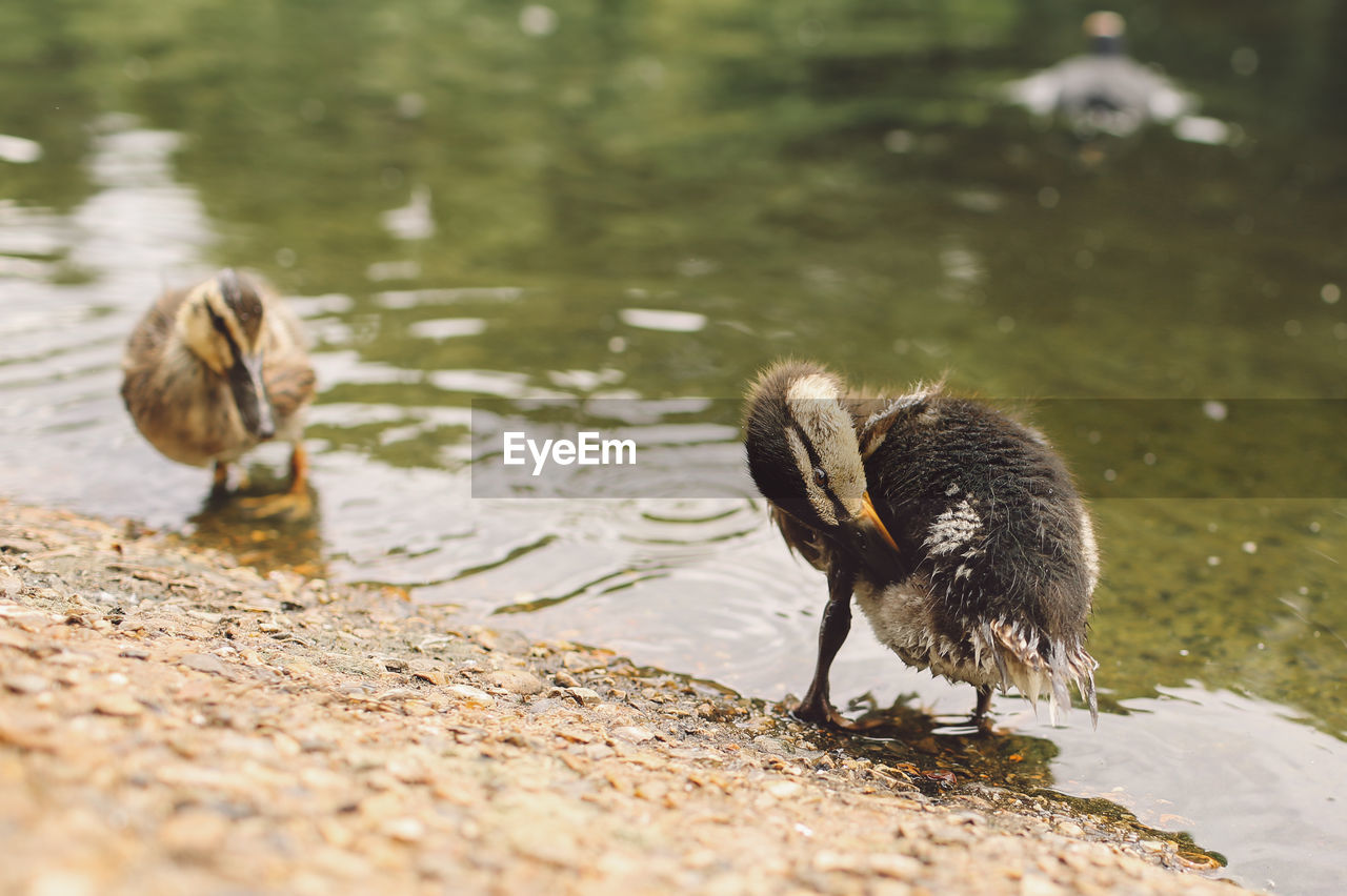 Ducks at lakeshore