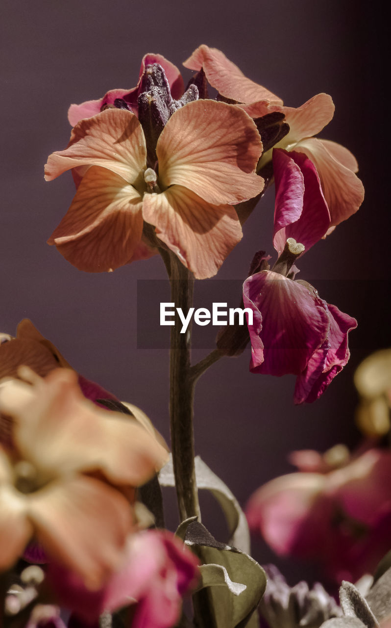 flower, flowering plant, plant, pink, freshness, beauty in nature, petal, fragility, close-up, macro photography, flower head, nature, inflorescence, blossom, growth, no people, selective focus, spring, purple, indoors, studio shot, leaf, floristry, plant stem