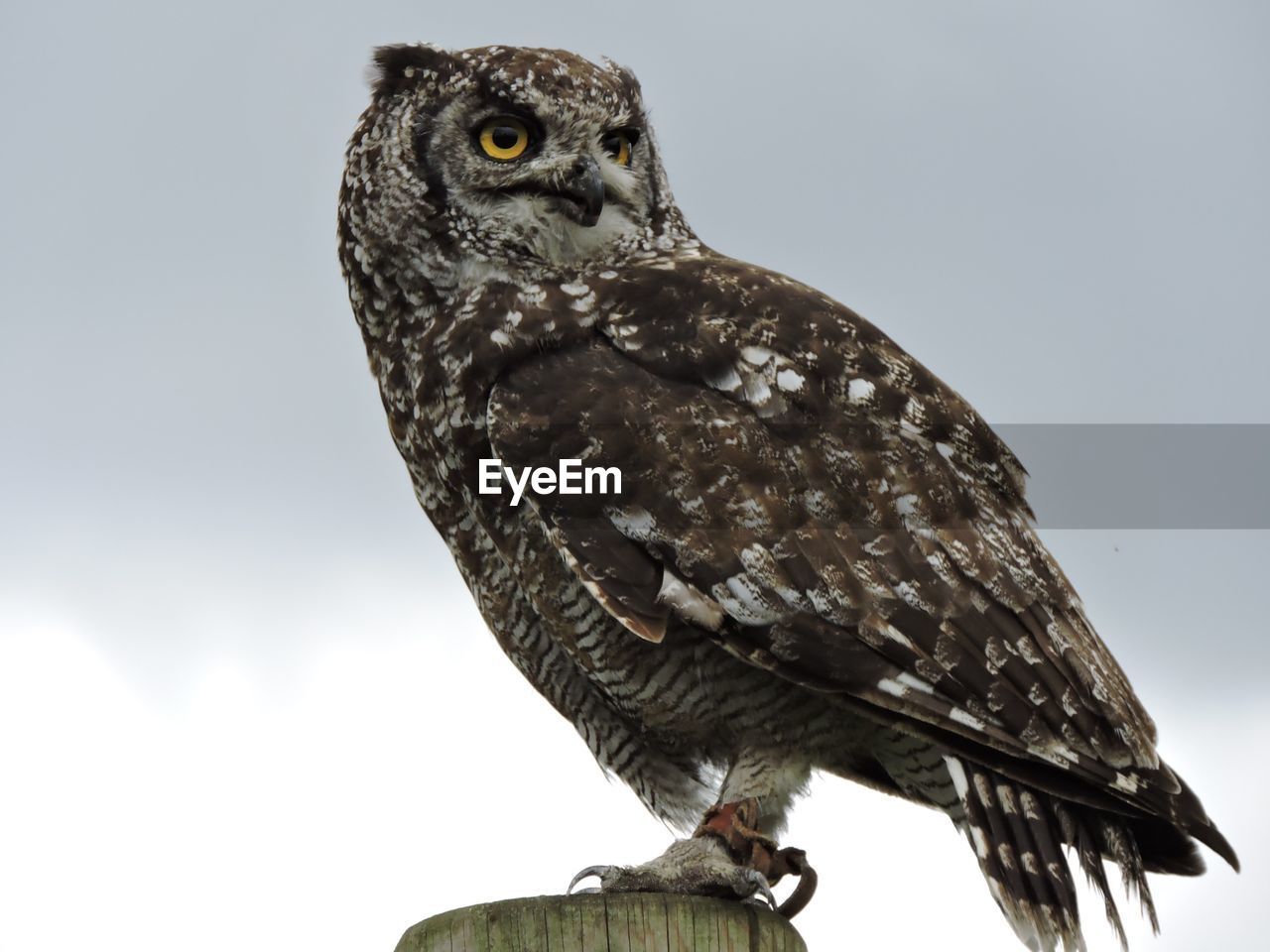 Low angle view of eagle owl perching on wood against sky