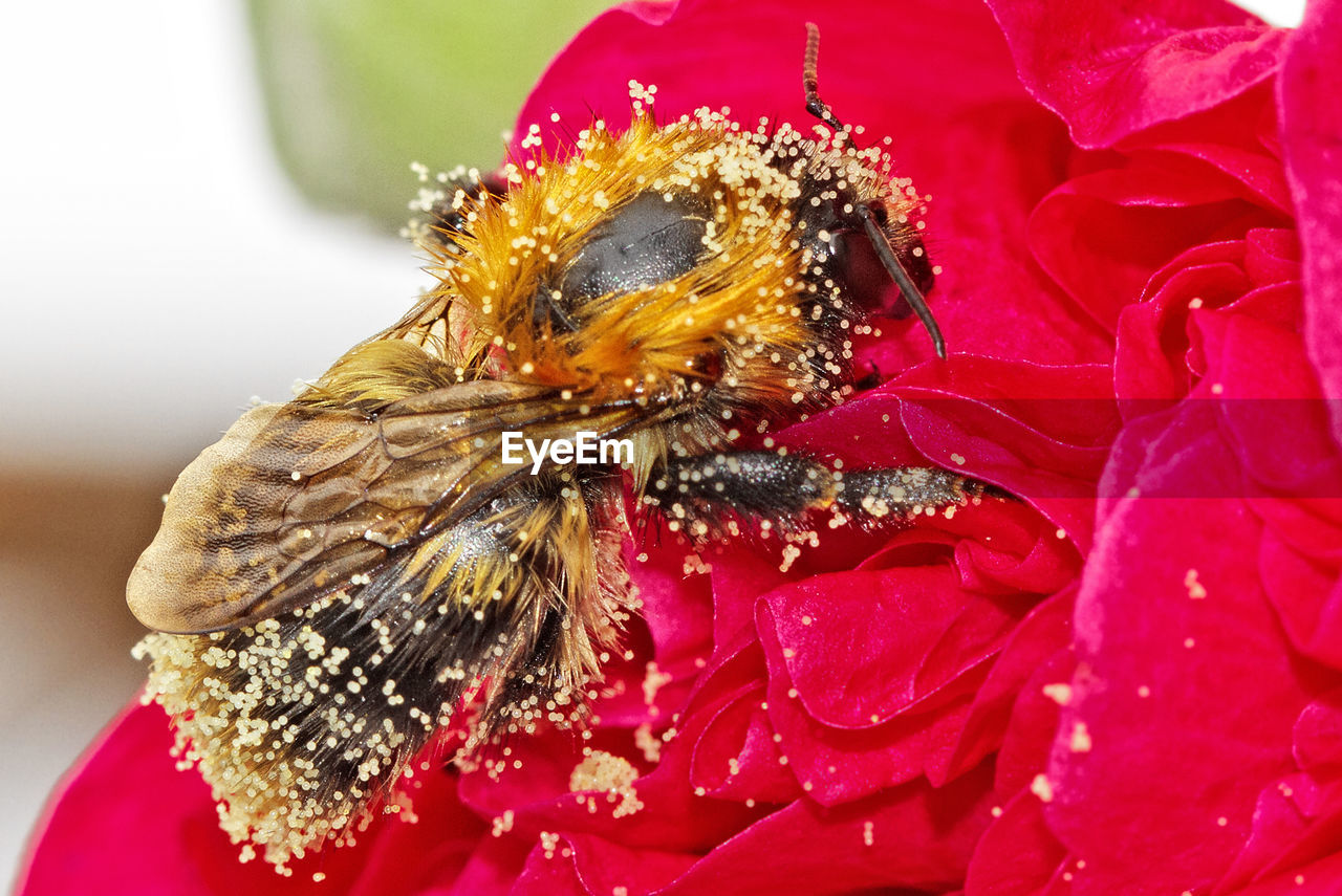 Close-up of honey bee on red flower