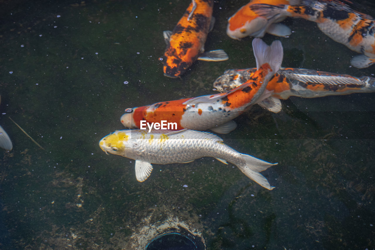 VIEW OF FISH SWIMMING IN SEA