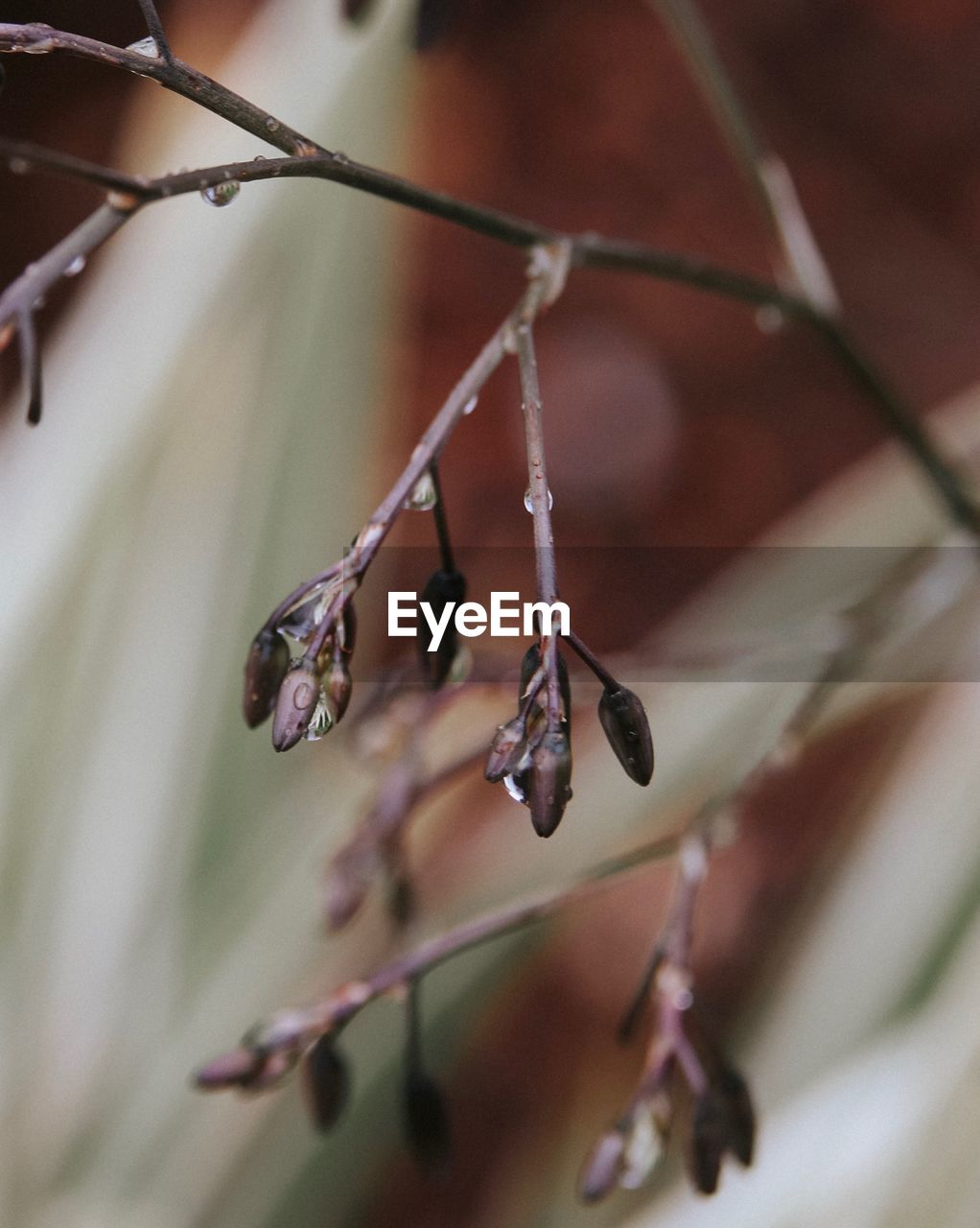 CLOSE-UP OF DEAD PLANT