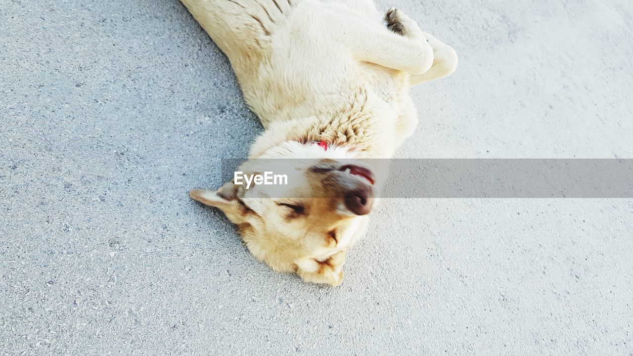 High angle view of dog sleeping on road