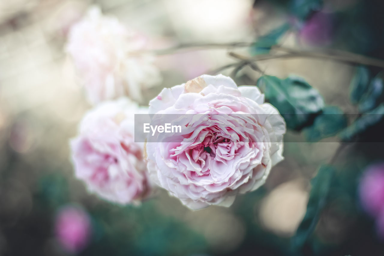 Close-up of pink rose