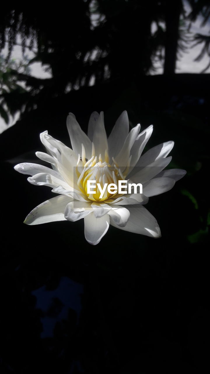 CLOSE-UP OF WATER LILY BLOOMING AGAINST BLACK BACKGROUND
