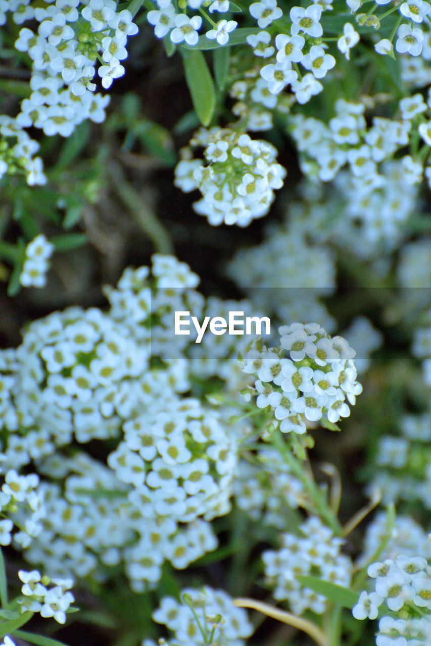 CLOSE-UP OF FRESH WHITE FLOWERING PLANT