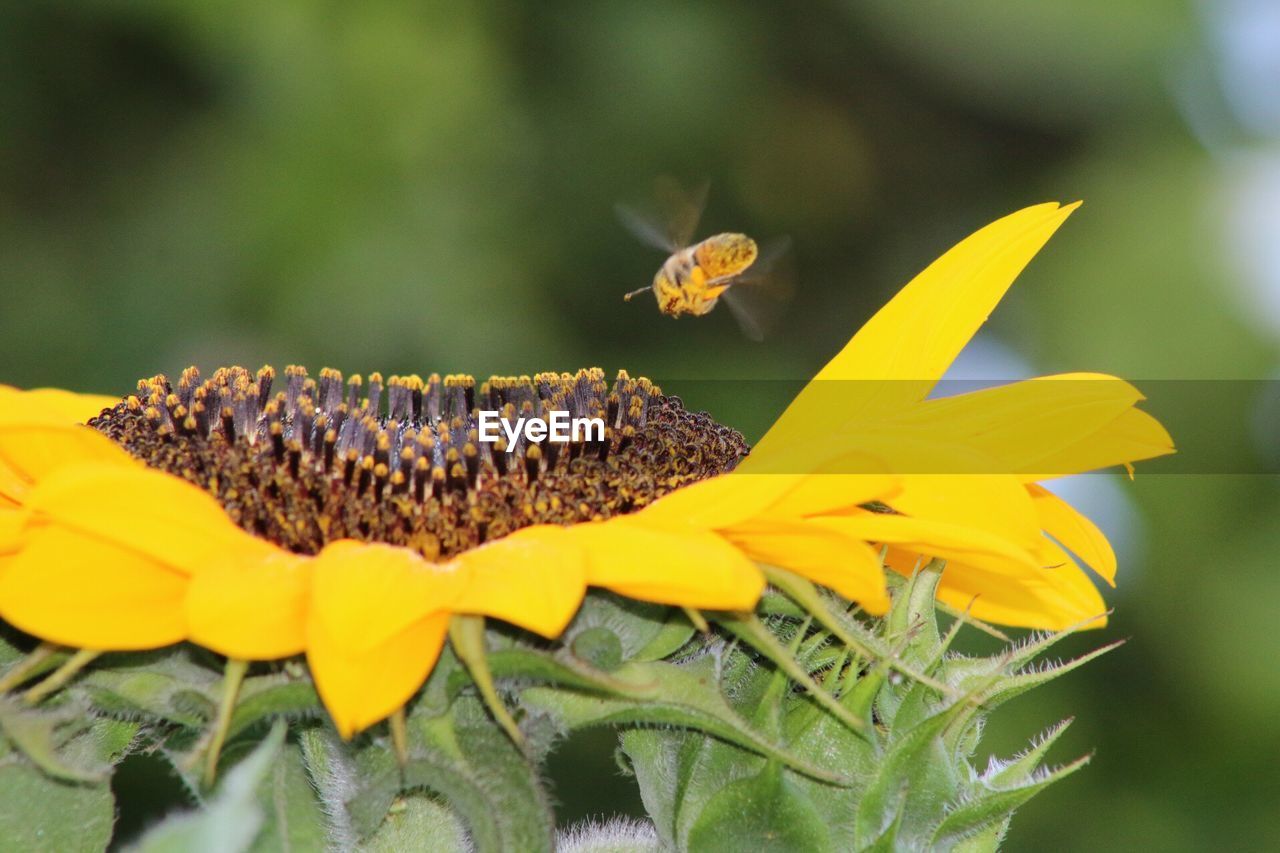 Close-up of bee on yellow flower