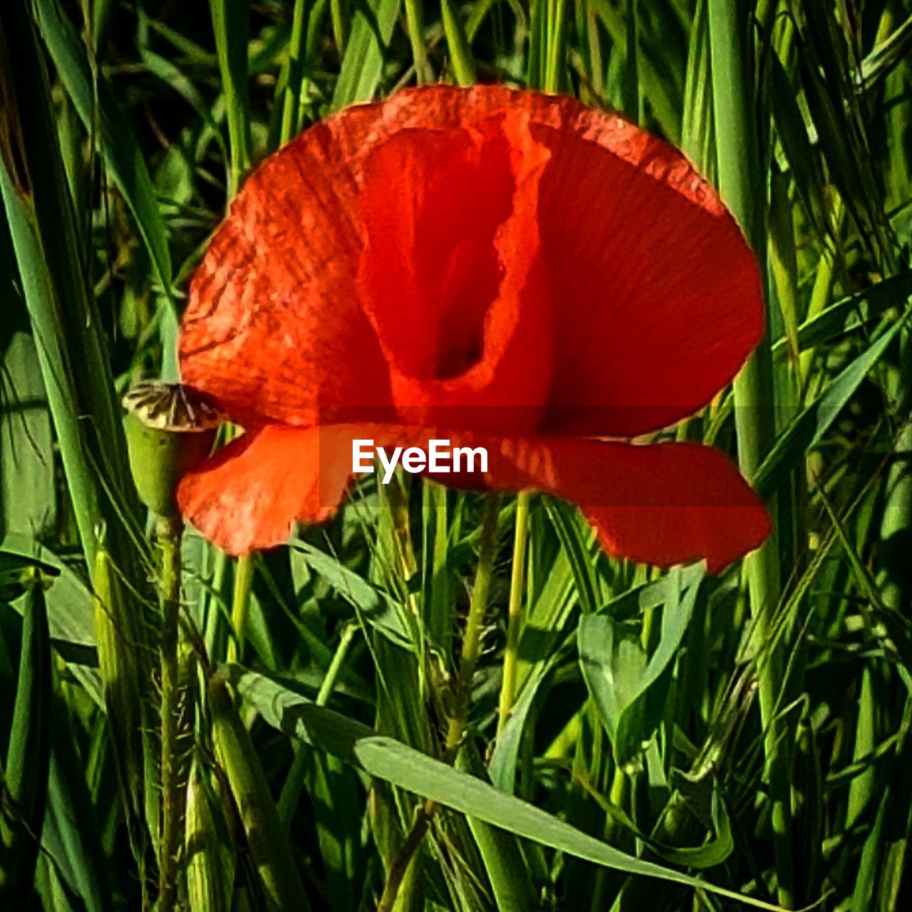 CLOSE-UP OF RED DAY LILY BLOOMING IN GRASS