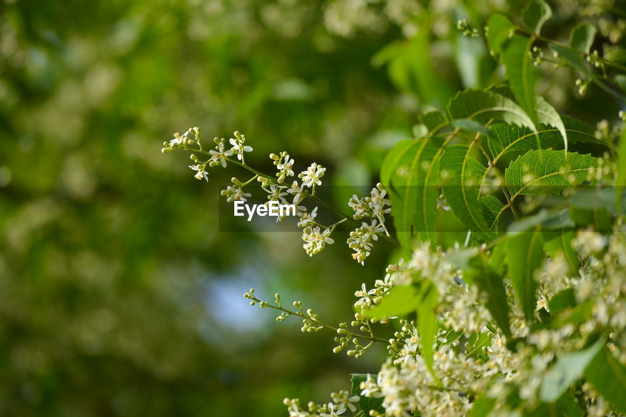 Medicinal ayurvedic azadirachta indica or neem leaves and flowers