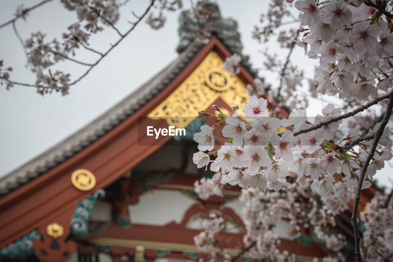 LOW ANGLE VIEW OF CHERRY BLOSSOMS ON BUILDING