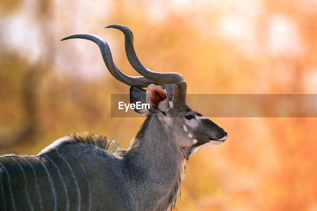 Close-up of kudu