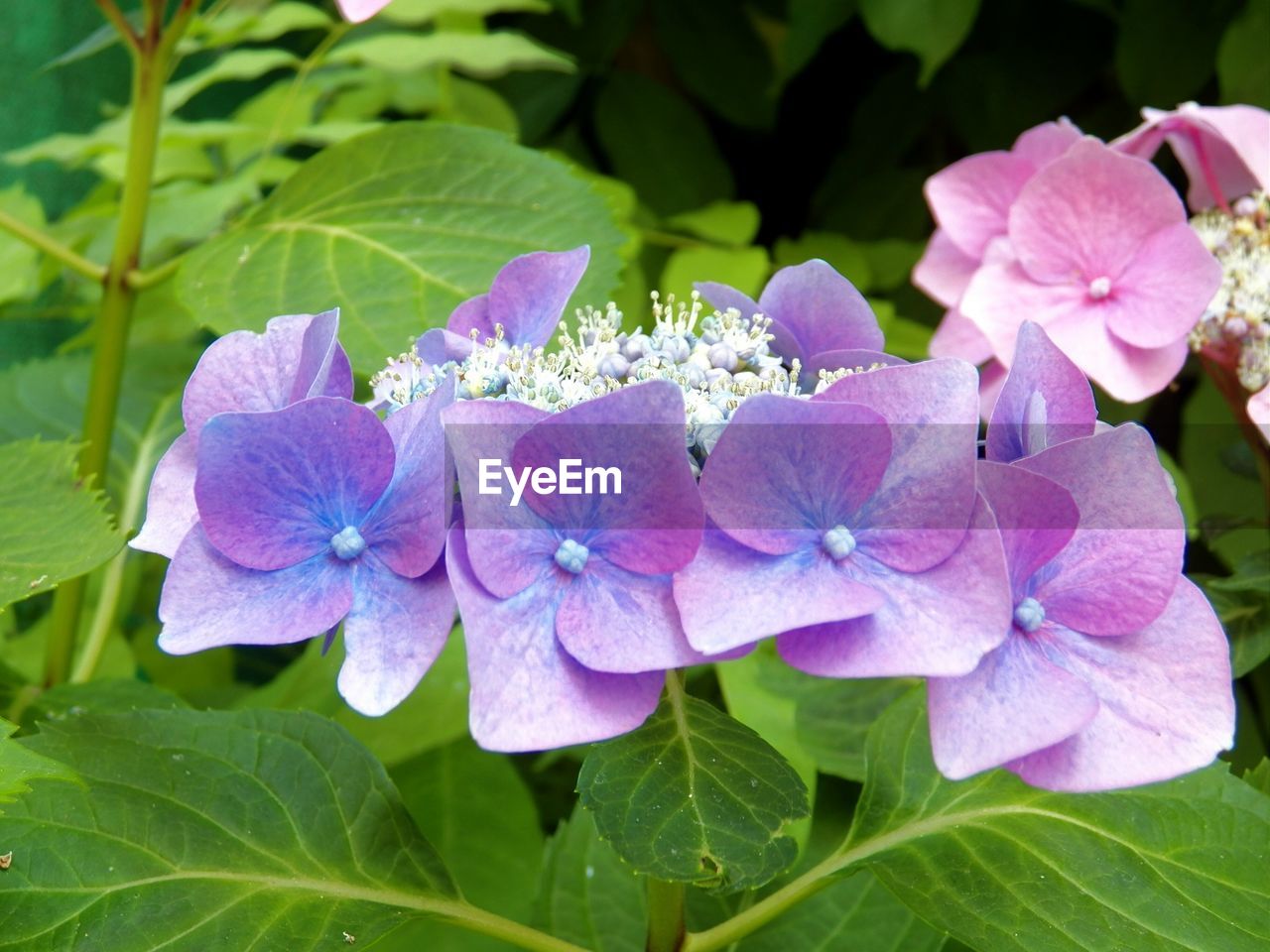 Close-up of pink hydrangea flowers