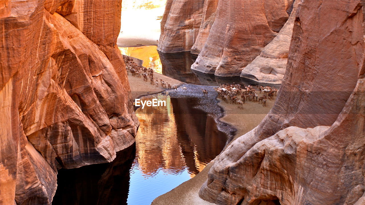 View of cattle crossing river in between  ennedi plateau in chad