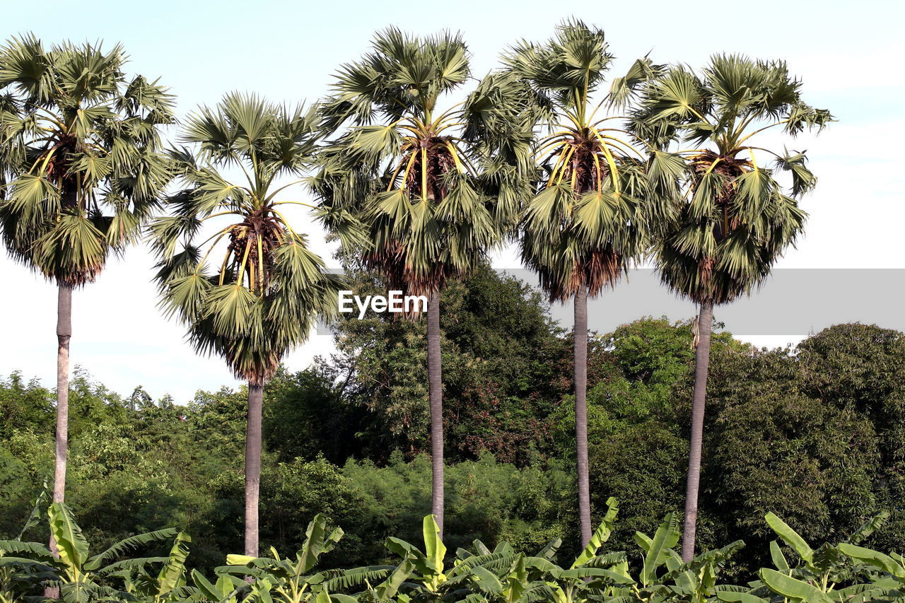 LOW ANGLE VIEW OF COCONUT PALM TREES AGAINST CLEAR SKY