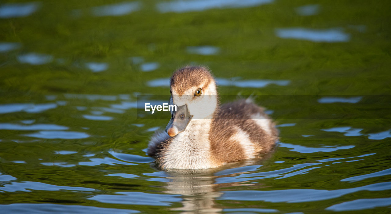 Duck in a lake