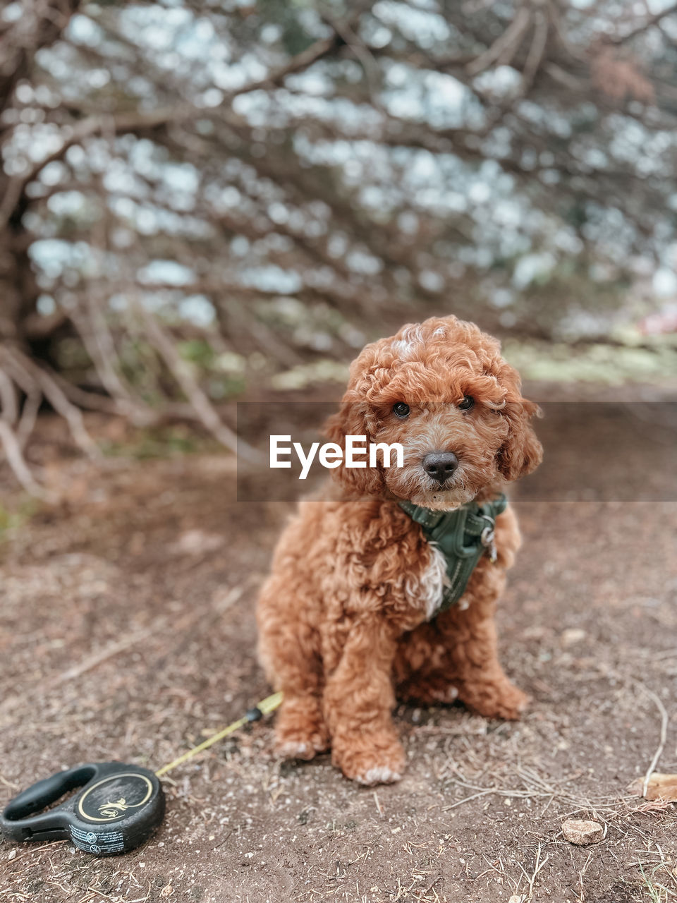 pet, animal themes, animal, mammal, one animal, canine, dog, domestic animals, carnivore, brown, no people, tree, cute, puppy, nature, sitting, land, portrait, purebred dog, plant, lap dog, cockapoo, poodle
