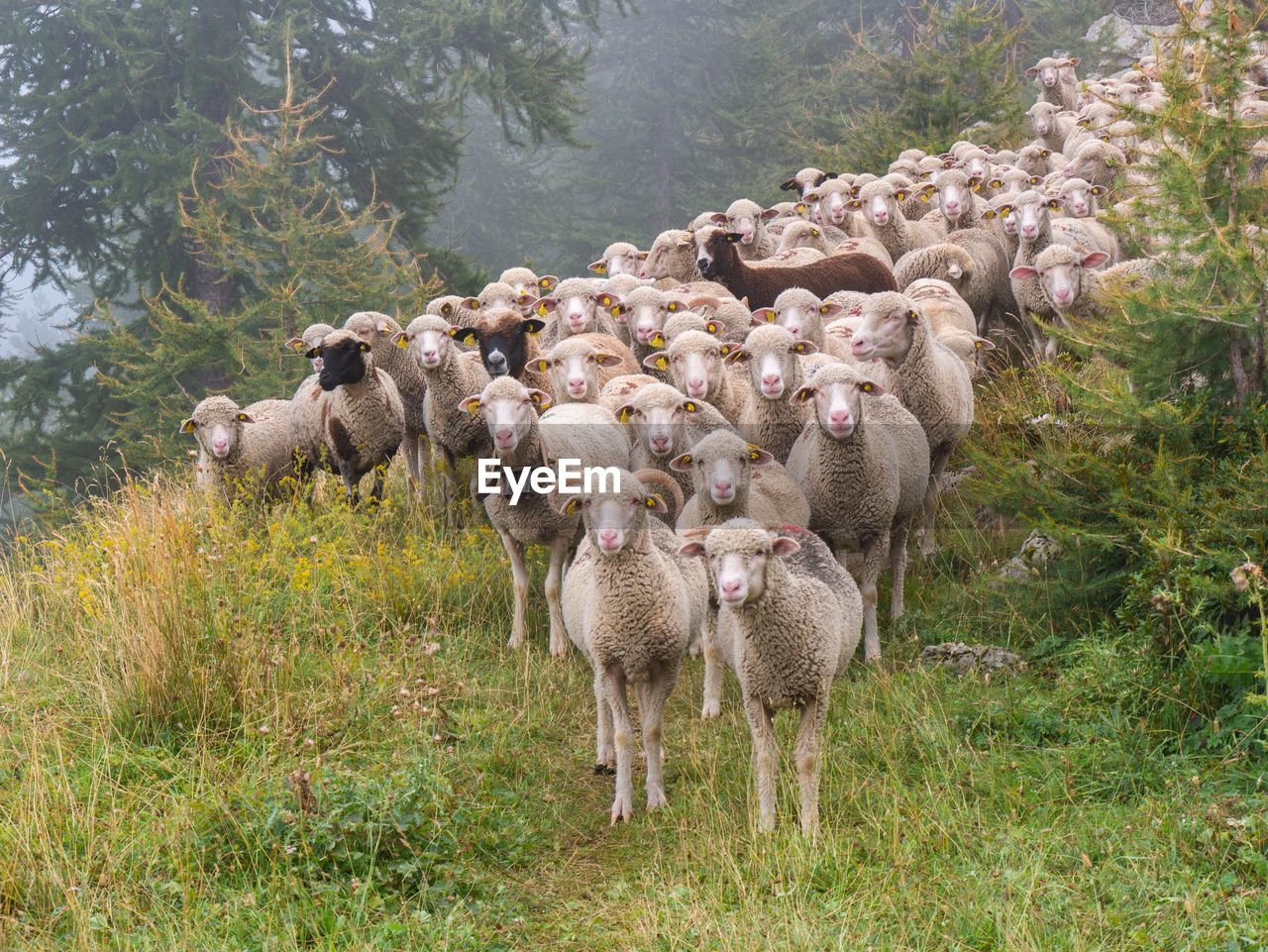 flock of sheep grazing on field