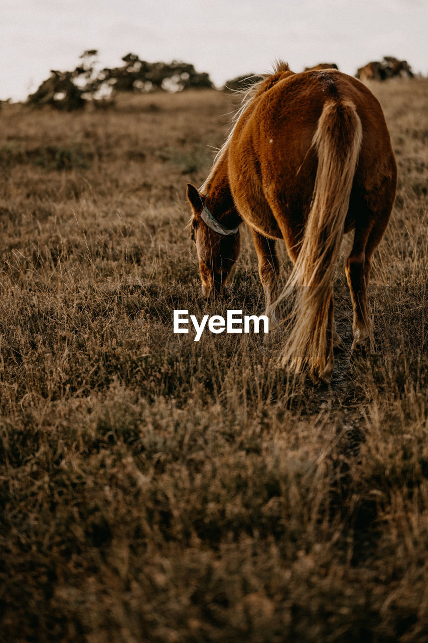 New forest pony