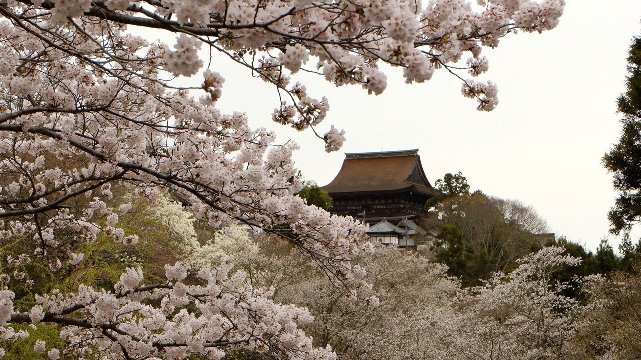 Low angle view of cherry blossoms against sky