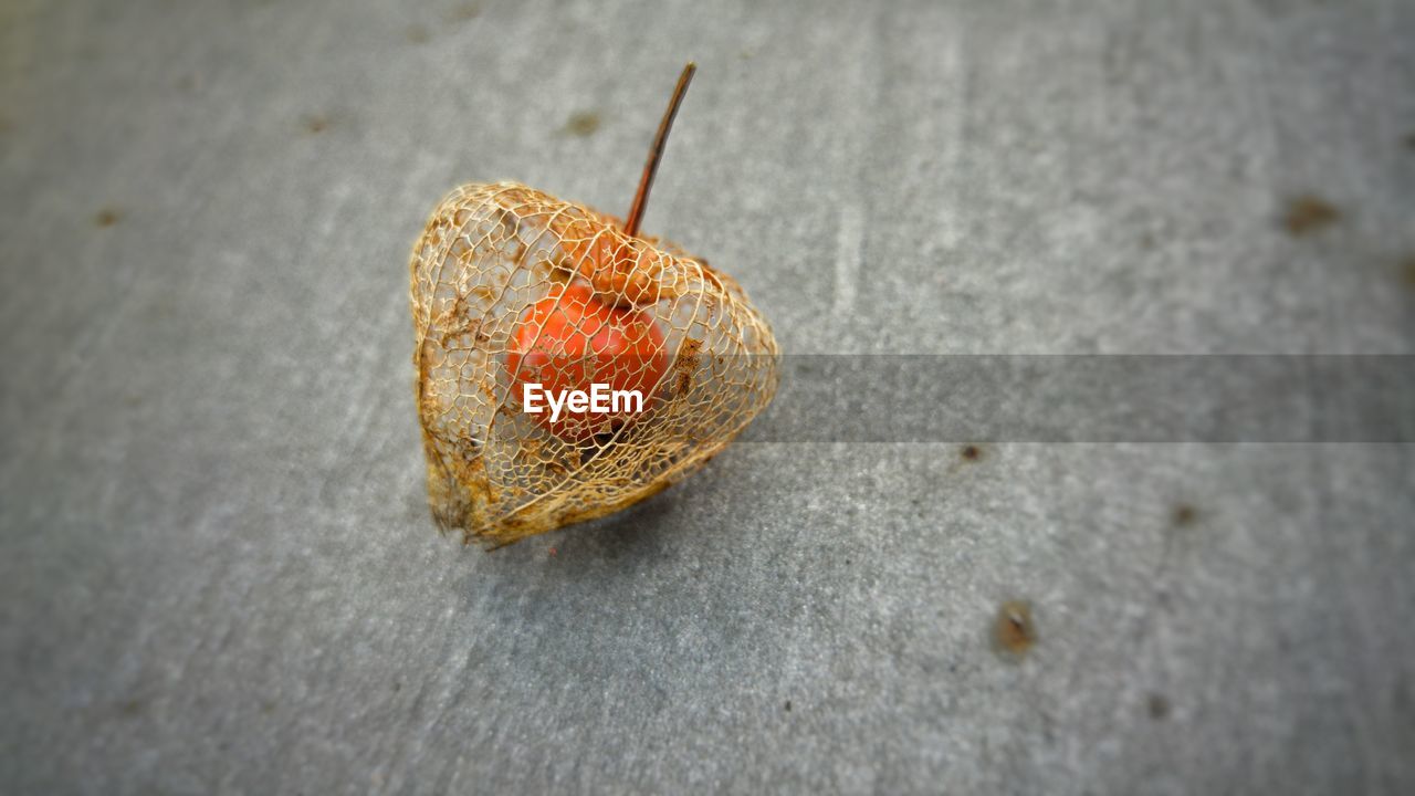 CLOSE-UP OF FRUIT ON STRAWBERRY