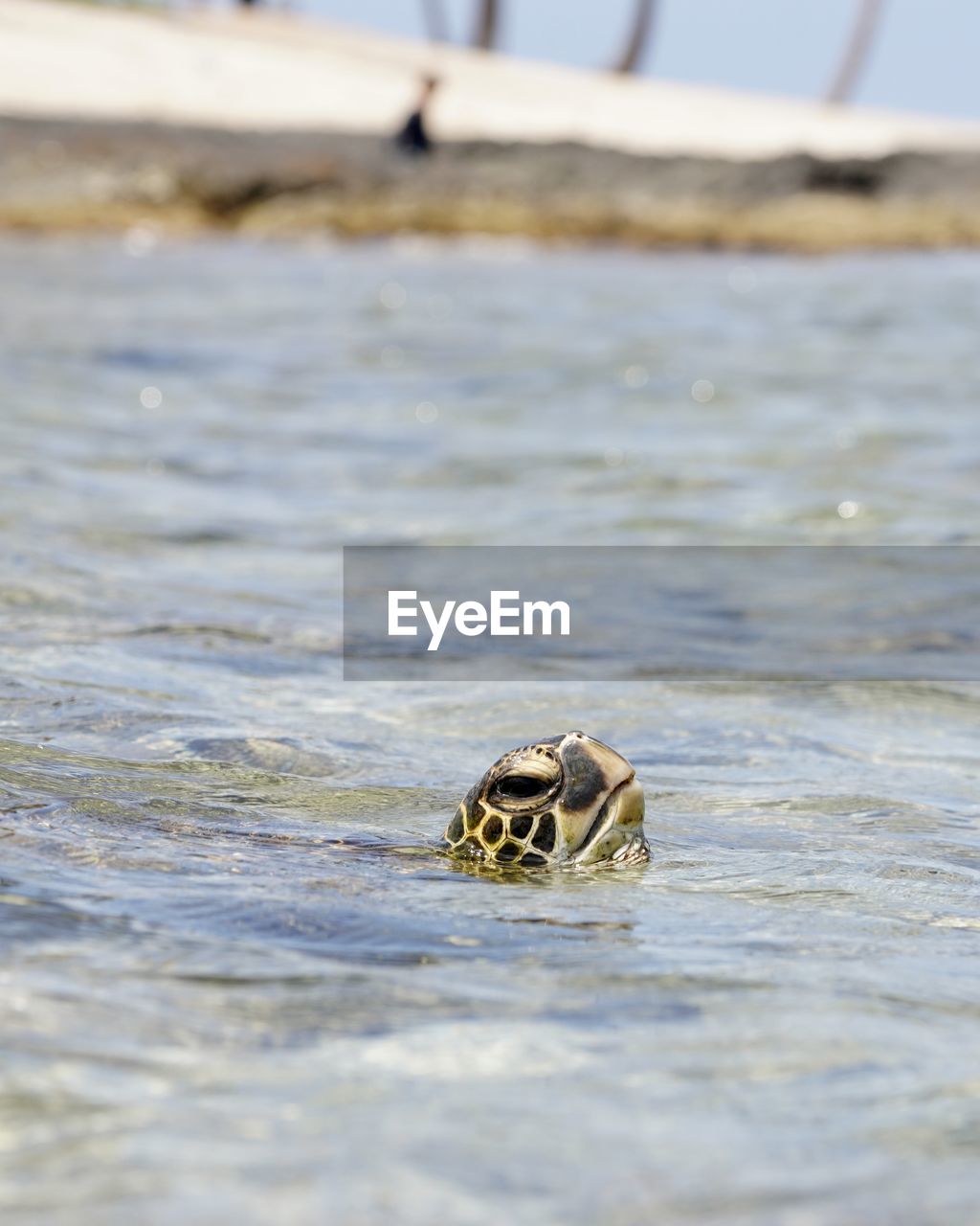 water, animal themes, animal, animal wildlife, one animal, wildlife, sea, no people, nature, day, selective focus, outdoors, close-up, reptile, focus on foreground
