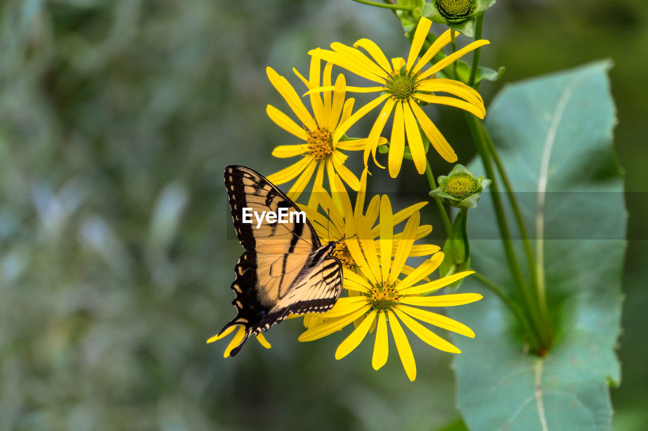 Close-up of butterfly pollinating on yellow flower